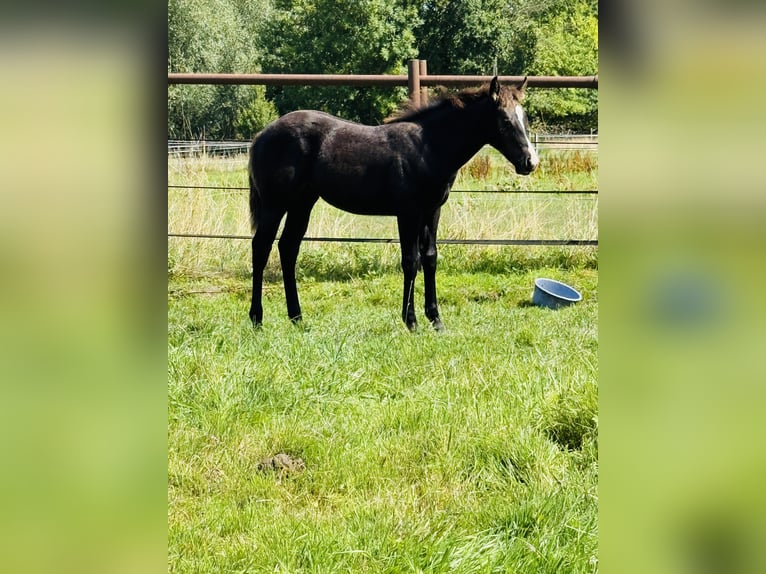 American Quarter Horse Stute Fohlen (04/2025) Rappe in Gifhorn