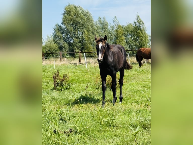 American Quarter Horse Stute Fohlen (04/2025) Rappe in Gifhorn