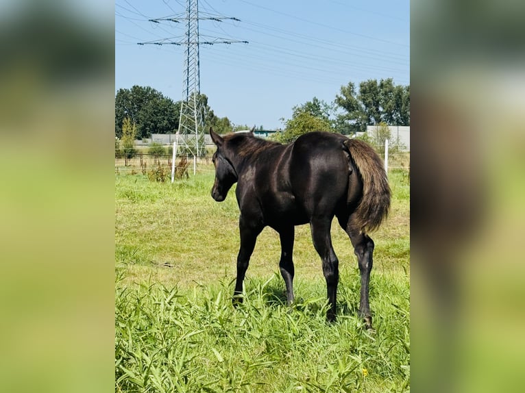 American Quarter Horse Stute Fohlen (04/2025) Rappe in Gifhorn