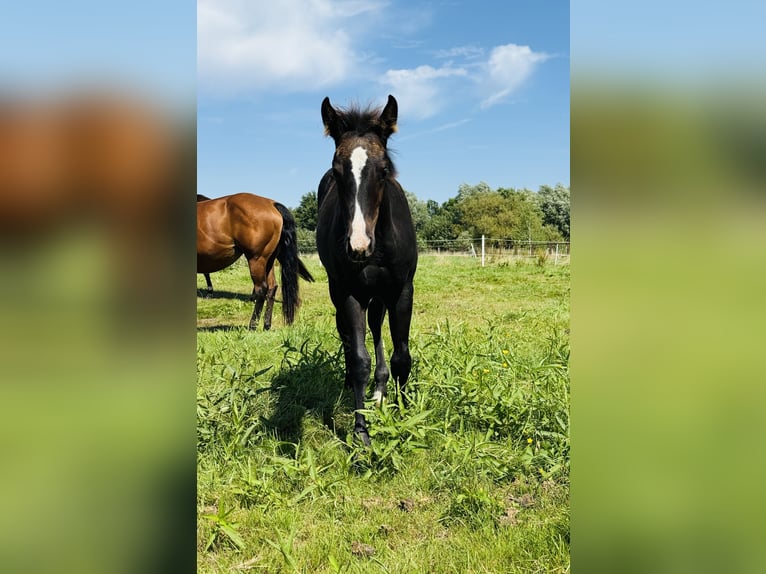 American Quarter Horse Stute Fohlen (04/2025) Rappe in Gifhorn