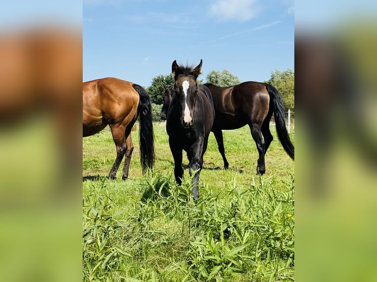 American Quarter Horse Stute Fohlen (04/2025) Rappe in Gifhorn