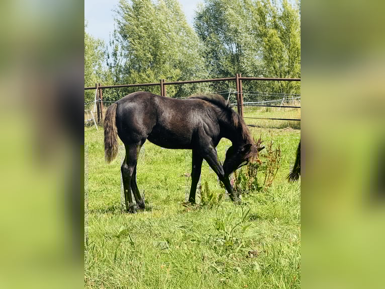American Quarter Horse Stute Fohlen (04/2025) Rappe in Gifhorn