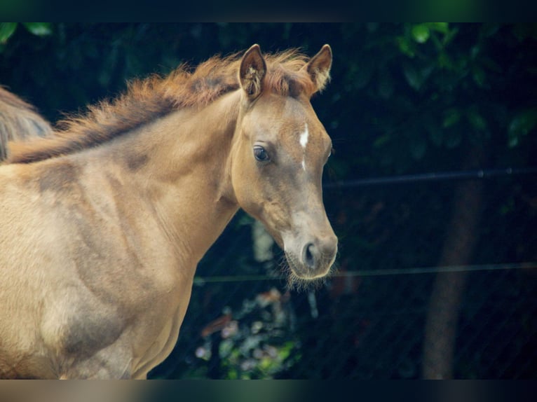 American Quarter Horse Stute Fohlen (03/2024) Red Dun in Herselt