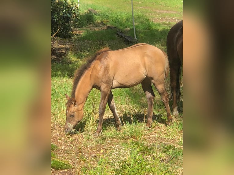 American Quarter Horse Stute Fohlen (03/2024) Red Dun in Herselt