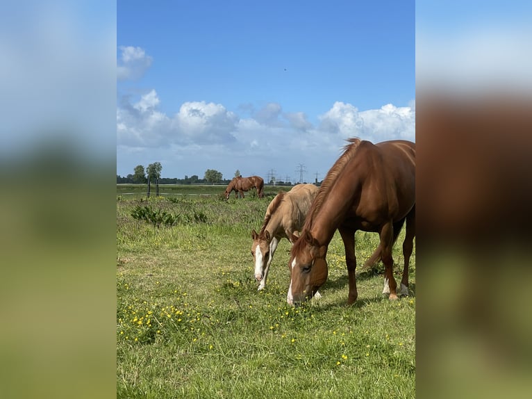 American Quarter Horse Stute  Red Dun in Uplengen