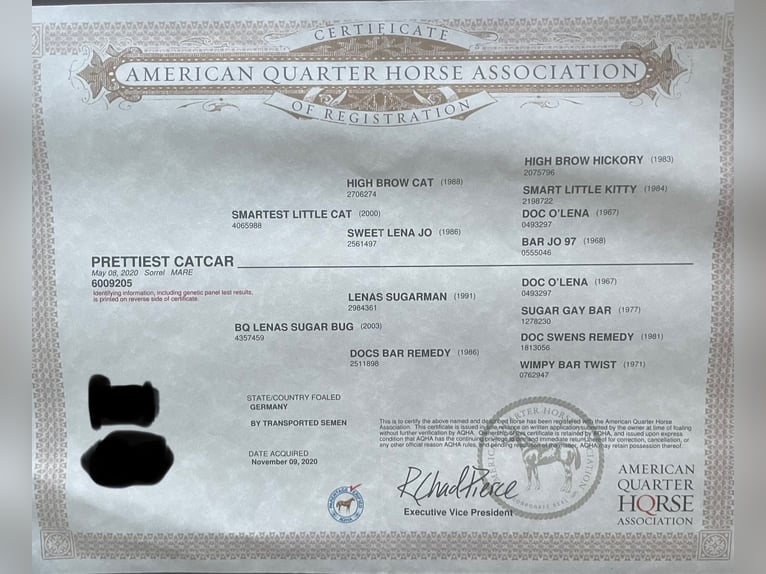 American Quarter Horse Stute  Red Dun in Uplengen