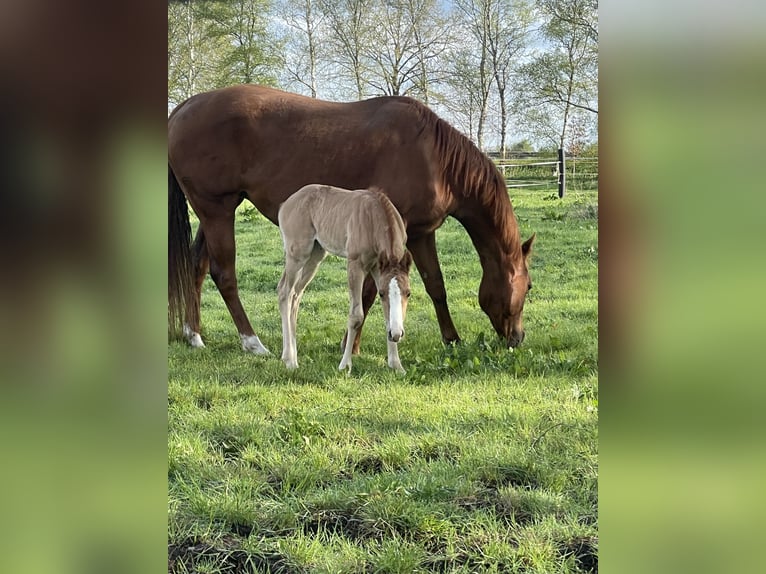 American Quarter Horse Stute  Red Dun in Uplengen