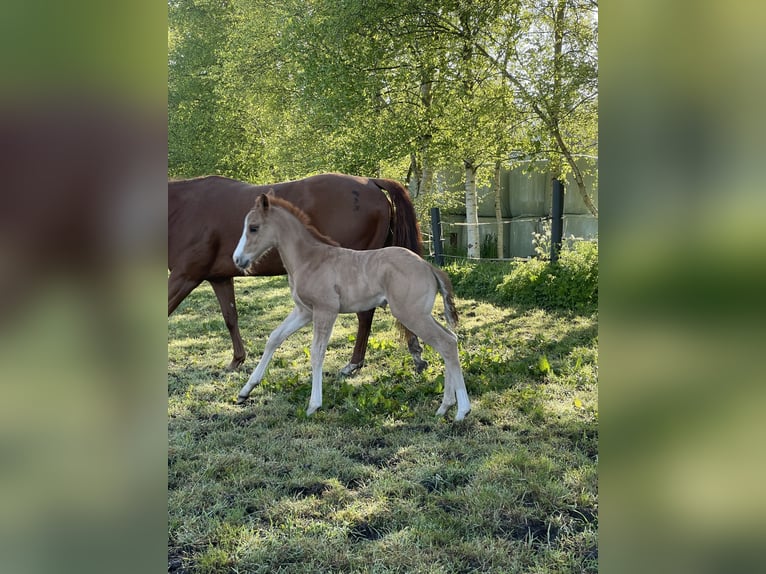 American Quarter Horse Stute  Red Dun in Uplengen