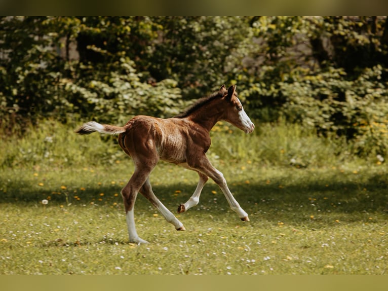 American Quarter Horse Stute Fohlen (04/2026)  in Bedburg-Hau