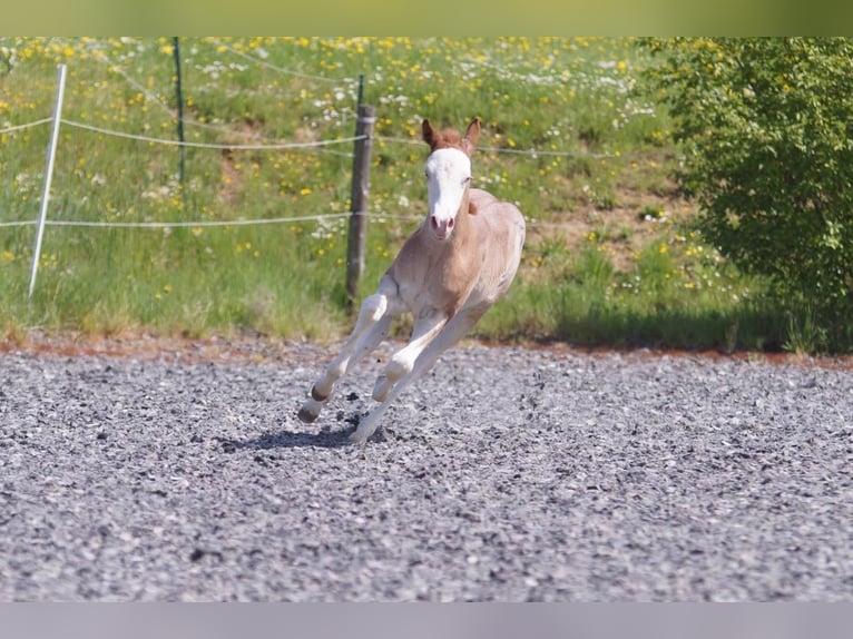 American Quarter Horse Stute  Roan-Red in Frankfurt am Main