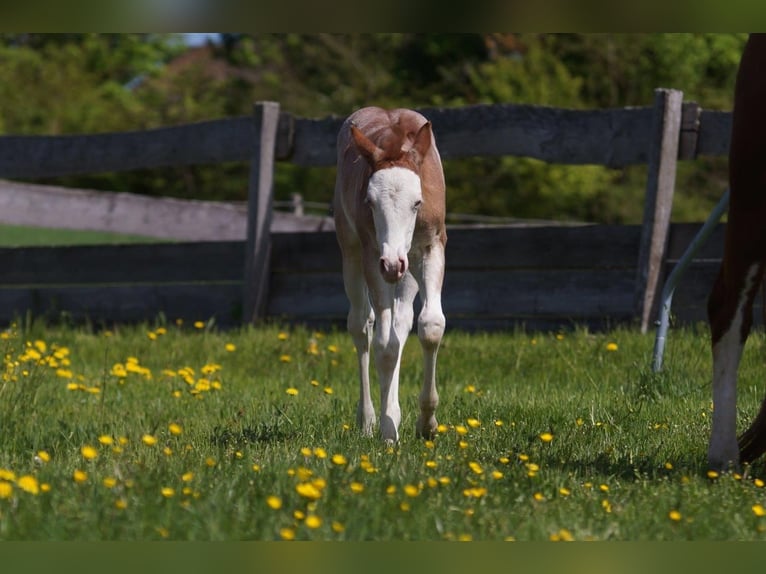 American Quarter Horse Stute  Roan-Red in Frankfurt am Main