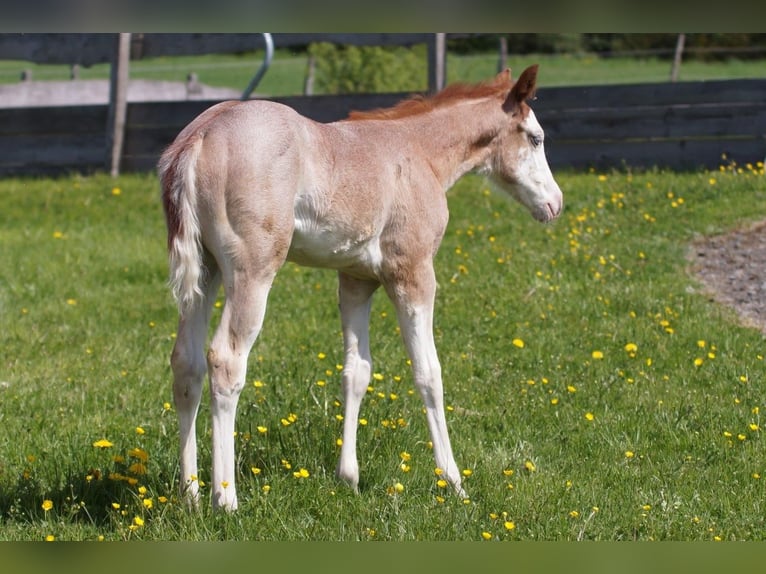 American Quarter Horse Stute  Roan-Red in Frankfurt am Main