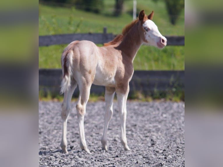 American Quarter Horse Stute  Roan-Red in Frankfurt am Main