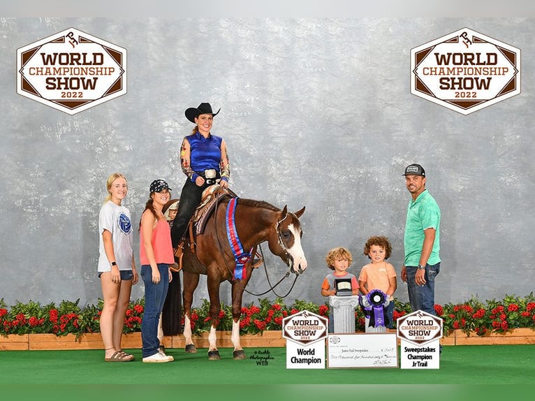 American Quarter Horse Stute Fohlen (04/2026) Roan-Red in Ascha