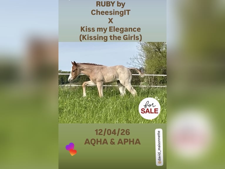 American Quarter Horse Stute Fohlen (04/2026) Roan-Red in Ascha