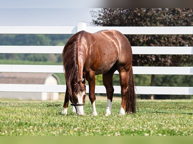 American Quarter Horse Stute Fohlen (04/2026) Roan-Red in Ascha