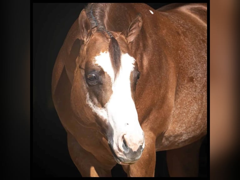 American Quarter Horse Stute Fohlen (04/2026) Roan-Red in Ascha