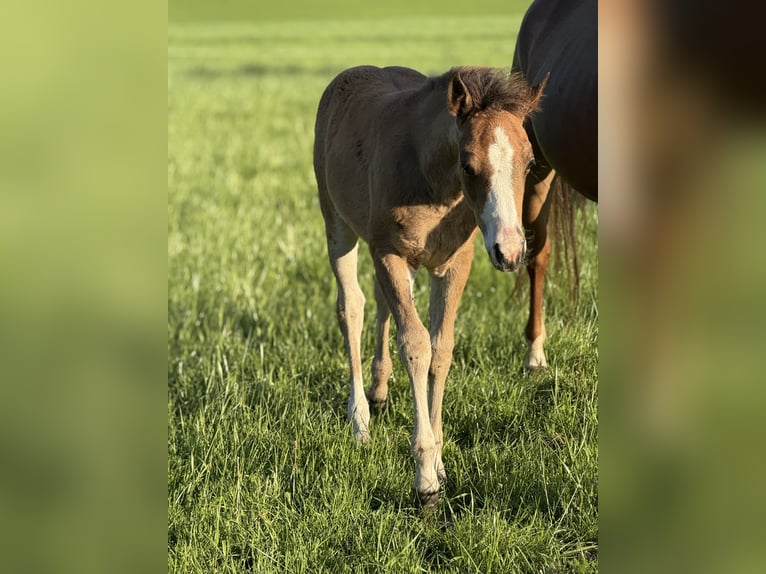 American Quarter Horse Stute  Rotbrauner in Žilina