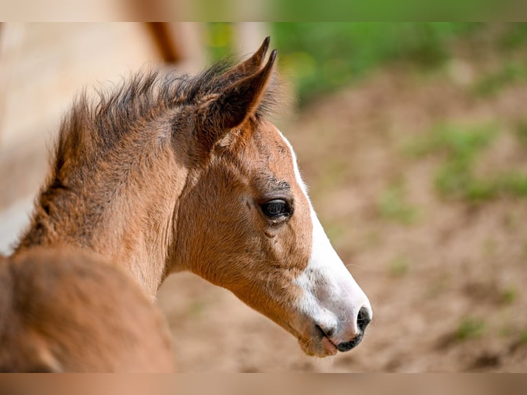 American Quarter Horse Stute  Rotbrauner in Žilina