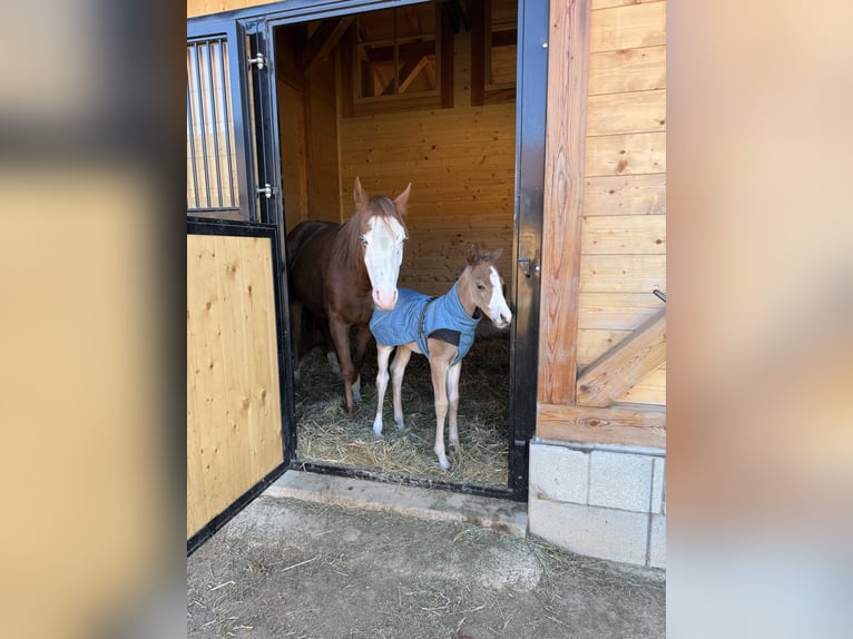 American Quarter Horse Stute  Rotbrauner in Žilina