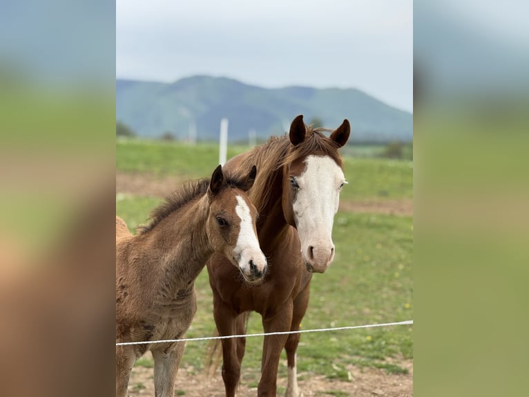 American Quarter Horse Stute  Rotbrauner in Žilina