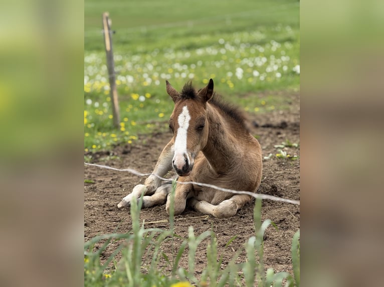 American Quarter Horse Stute  Rotbrauner in Žilina