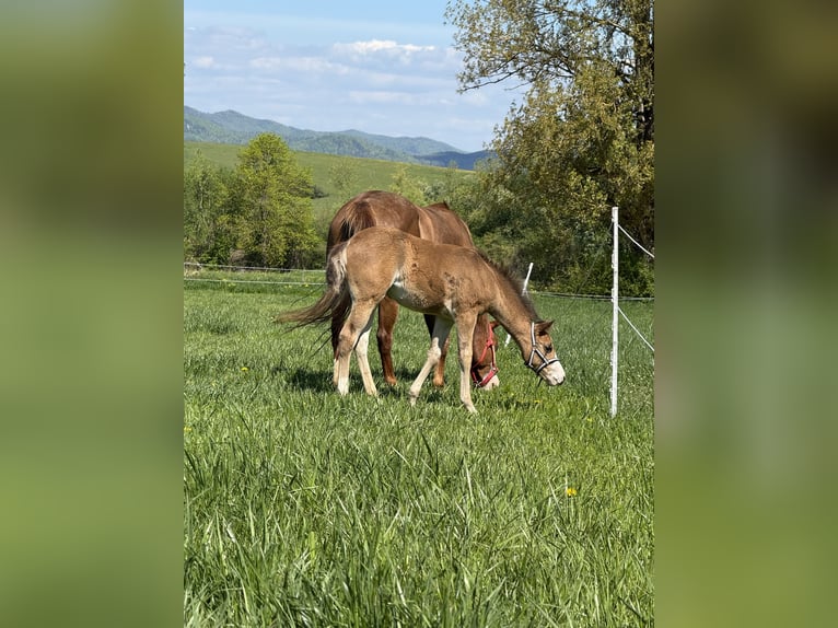 American Quarter Horse Stute  Rotbrauner in Žilina