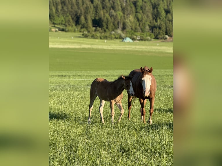 American Quarter Horse Stute  Rotbrauner in Žilina