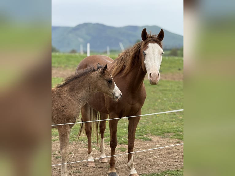 American Quarter Horse Stute  Rotbrauner in Žilina