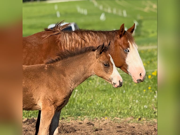 American Quarter Horse Stute  Rotbrauner in Žilina