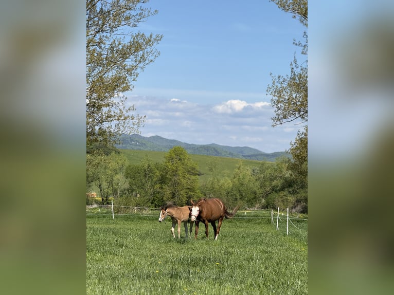 American Quarter Horse Stute  Rotbrauner in Žilina