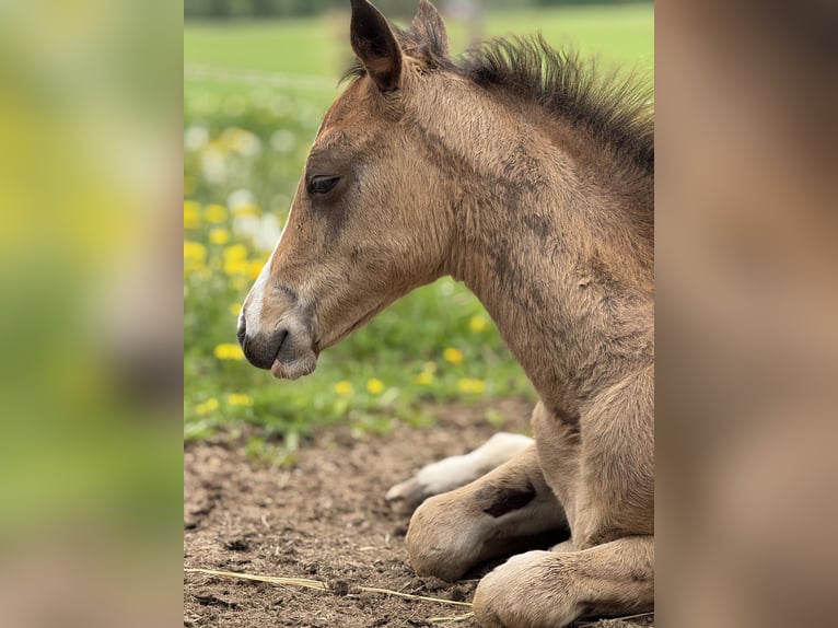 American Quarter Horse Stute  Rotbrauner in Žilina