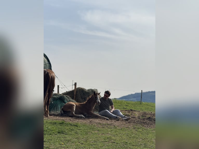 American Quarter Horse Stute  Rotbrauner in Žilina