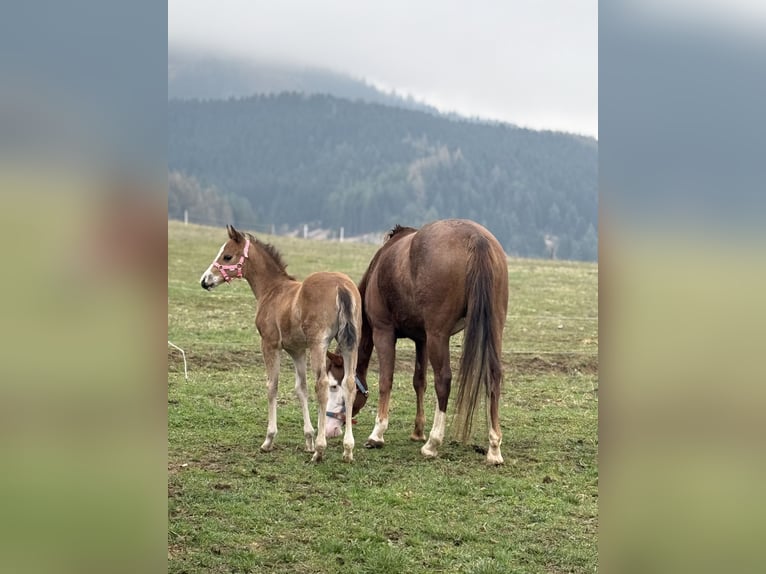 American Quarter Horse Stute  Rotbrauner in Žilina