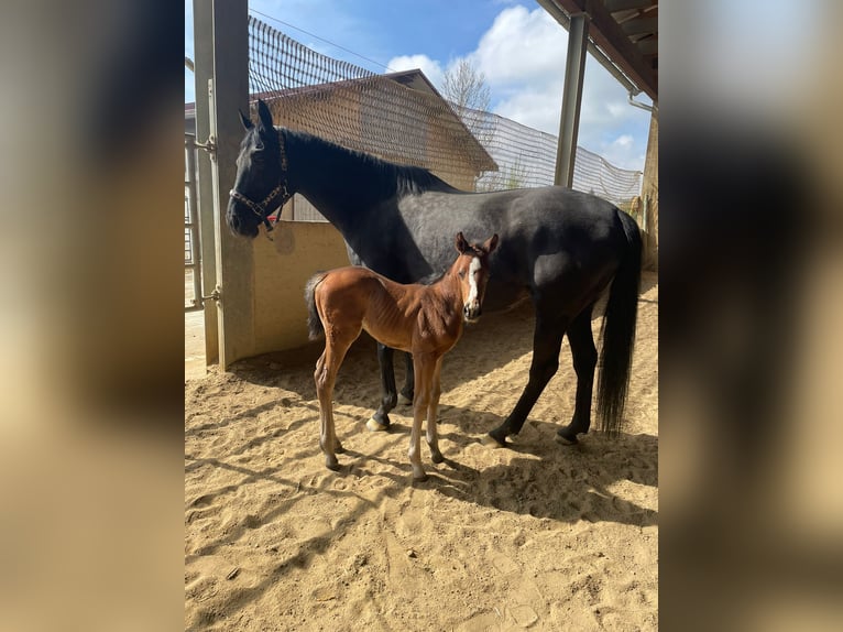 American Quarter Horse Mix Stute  in Langenau
