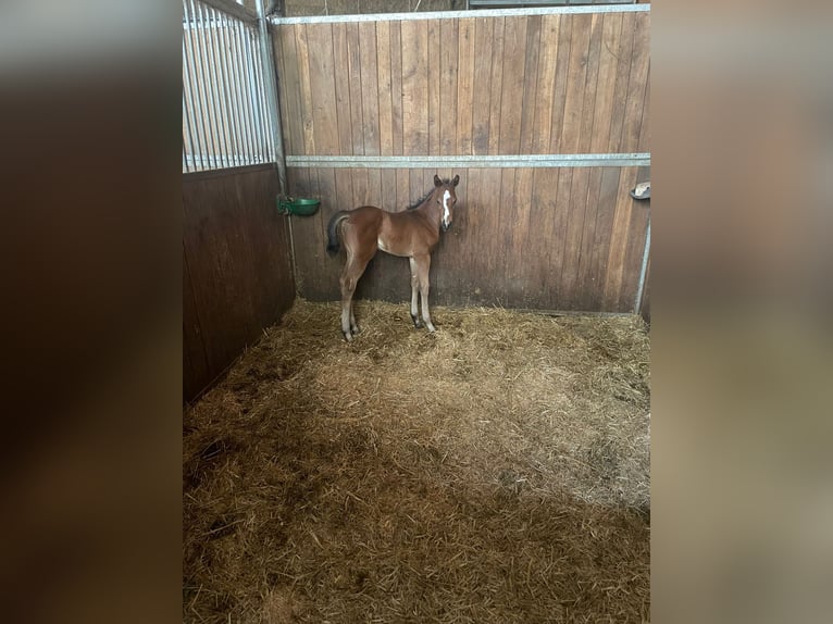 American Quarter Horse Mix Stute  in Langenau