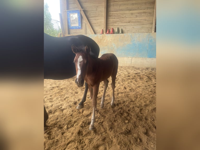 American Quarter Horse Mix Stute  in Langenau