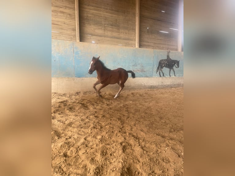 American Quarter Horse Mix Stute  in Langenau