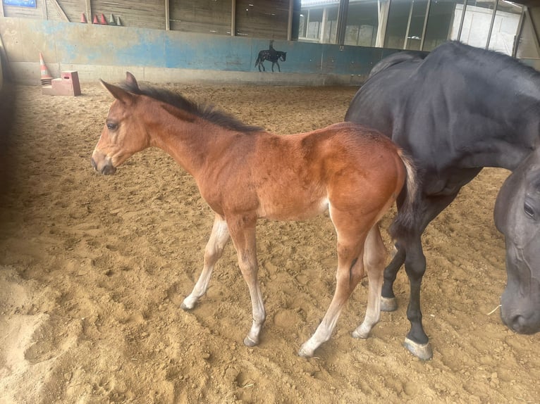 American Quarter Horse Mix Stute  in Langenau