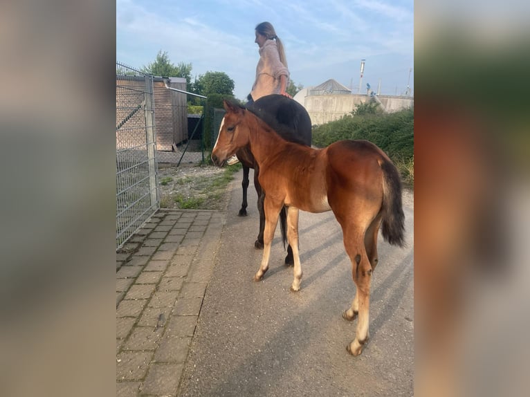 American Quarter Horse Mix Stute  in Langenau