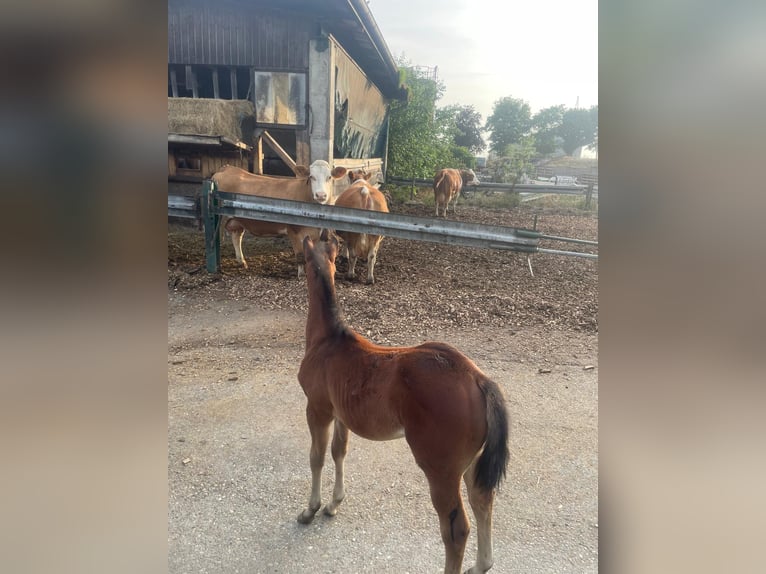 American Quarter Horse Mix Stute  in Langenau