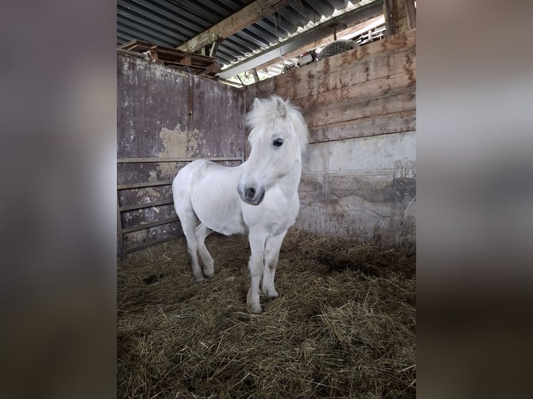 American Quarter Horse Mix Unbekannt 13 Jahre  in Metzingen