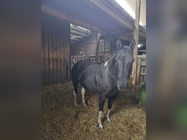 American Quarter Horse Mix Unbekannt 13 Jahre  in Metzingen