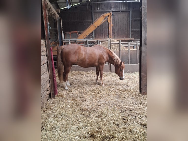 American Quarter Horse Mix Unbekannt 13 Jahre  in Metzingen
