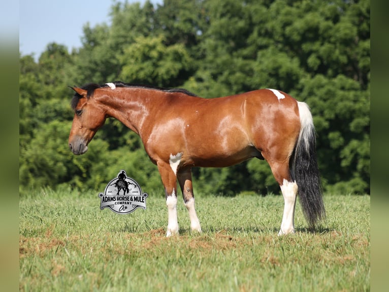 American Quarter Horse Wałach 10 lat 127 cm Tobiano wszelkich maści in Gladstone, NJ