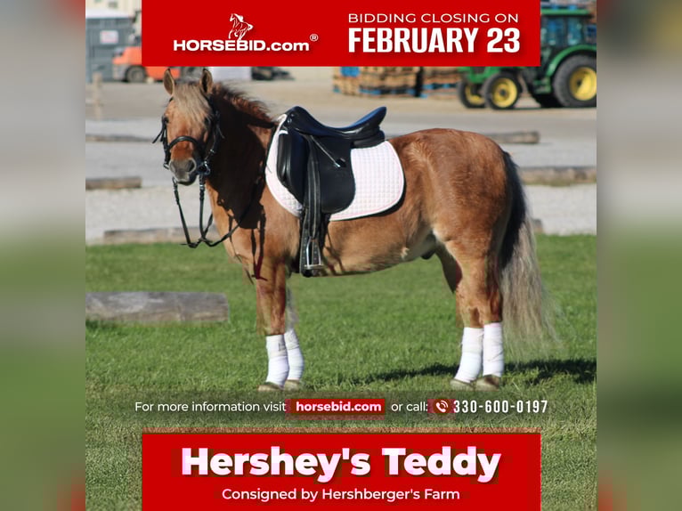 American Quarter Horse Mix Wałach 10 lat 132 cm Jelenia in Millersburg