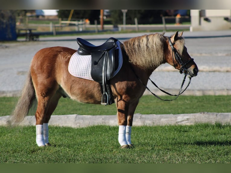 American Quarter Horse Mix Wałach 10 lat 132 cm Jelenia in Millersburg
