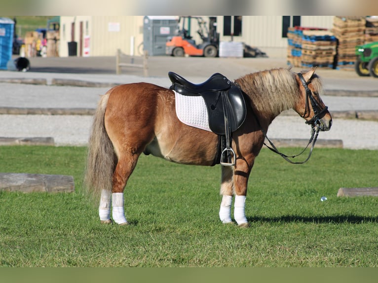 American Quarter Horse Mix Wałach 10 lat 132 cm Jelenia in Millersburg