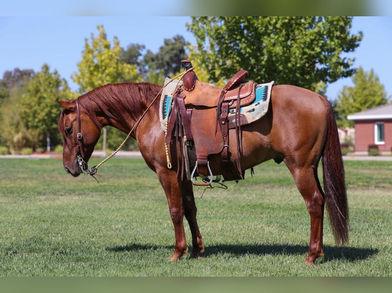 American Quarter Horse Wałach 10 lat 137 cm Bułana in Pleasant Grove CA