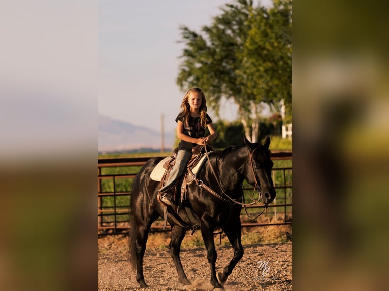American Quarter Horse Wałach 10 lat 142 cm Kara in Caldwell, ID